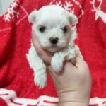 Wisteria-female-Maltese-puppy-for-sale-1