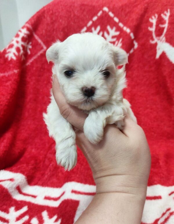 Wisteria Maltese Wisteria Maltese