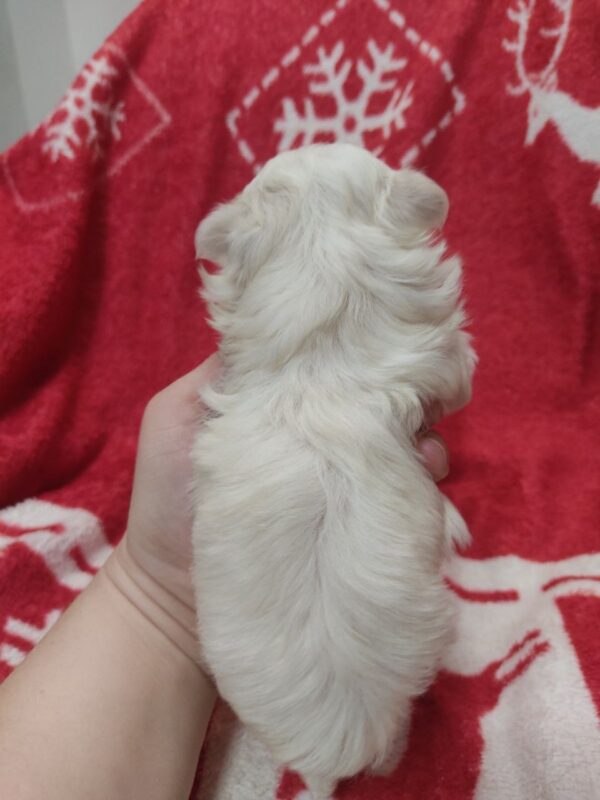 Wisteria Maltese Wisteria Maltese