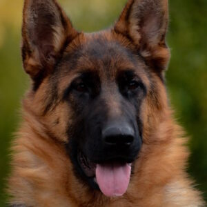 Wivien German Shepherd