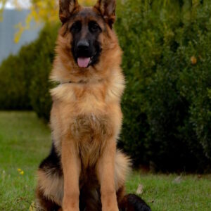 Wivien German Shepherd