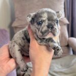 Xara-female-French-bulldog-puppy-for-sale-1