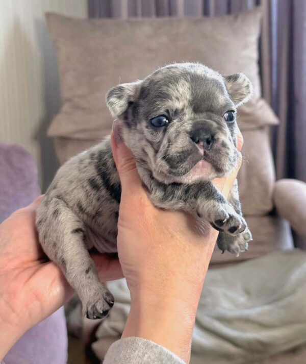 Xara French Bulldog Xara French Bulldog