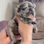 Xara-female-French-bulldog-puppy-for-sale-2