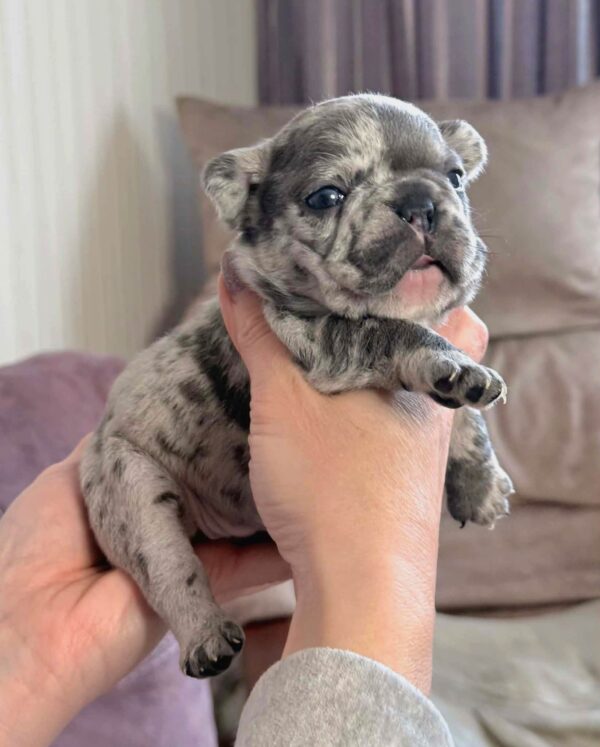 Xara French Bulldog Xara French Bulldog