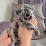 Xara-female-French-bulldog-puppy-for-sale-3