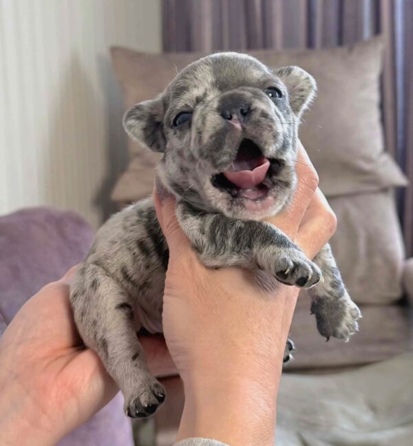 Xara French Bulldog Xara French Bulldog