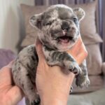 Xara-female-French-bulldog-puppy-for-sale-4