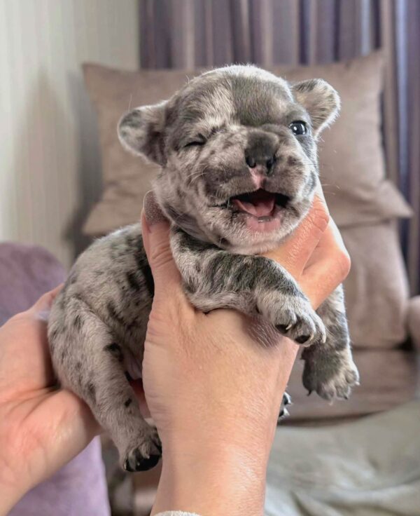 Xara French Bulldog Xara French Bulldog