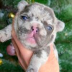 Xiara-female-French-bulldog-puppy-for-sale-1