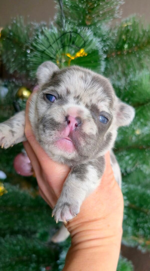 Xiara French Bulldog Xiara French Bulldog