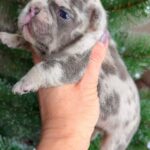 Xiara-female-French-bulldog-puppy-for-sale-2