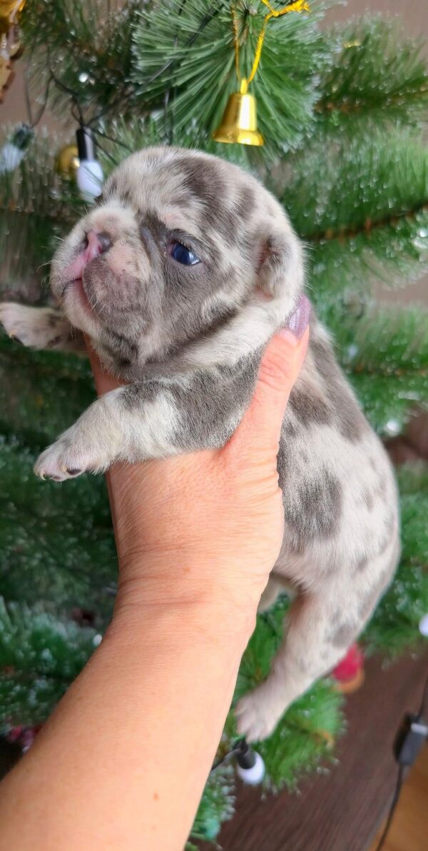 Xiara French Bulldog Xiara French Bulldog