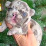 Xiara-female-French-bulldog-puppy-for-sale-3