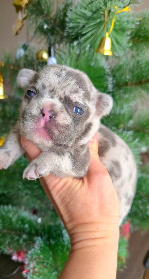 Xiara French Bulldog Xiara French Bulldog