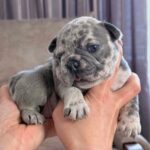 Xima-female-French-bulldog-puppy-for-sale-1