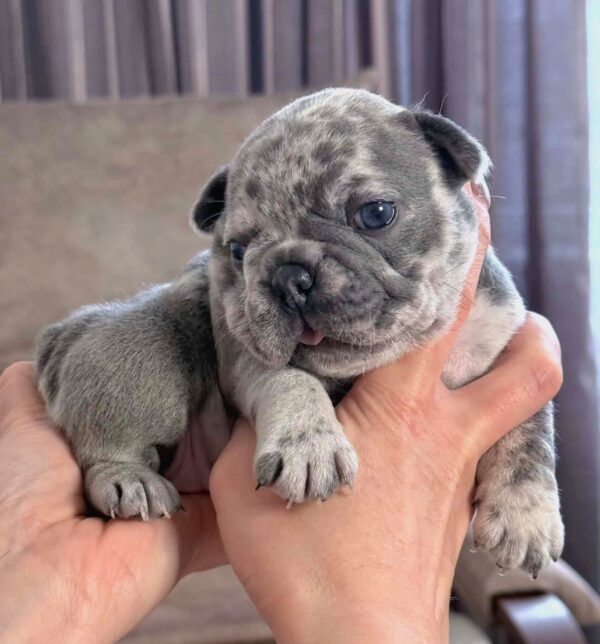 Xima French Bulldog Xima French Bulldog