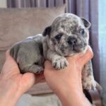 Xima-female-French-bulldog-puppy-for-sale-2