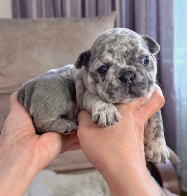 Xima French Bulldog Xima French Bulldog