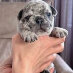Xima-female-French-bulldog-puppy-for-sale-3