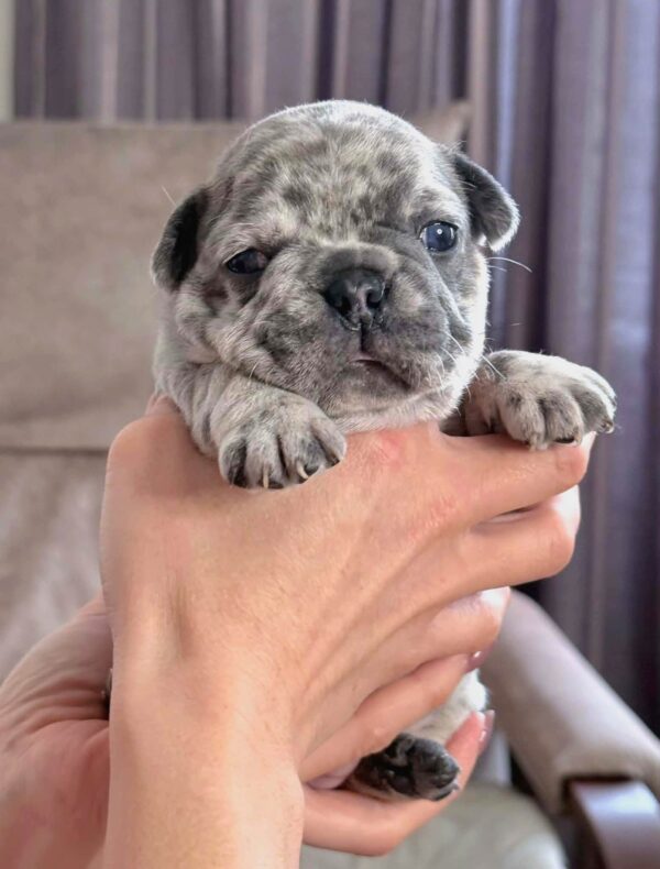 Xima French Bulldog Xima French Bulldog