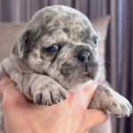 Xima-female-French-bulldog-puppy-for-sale-4
