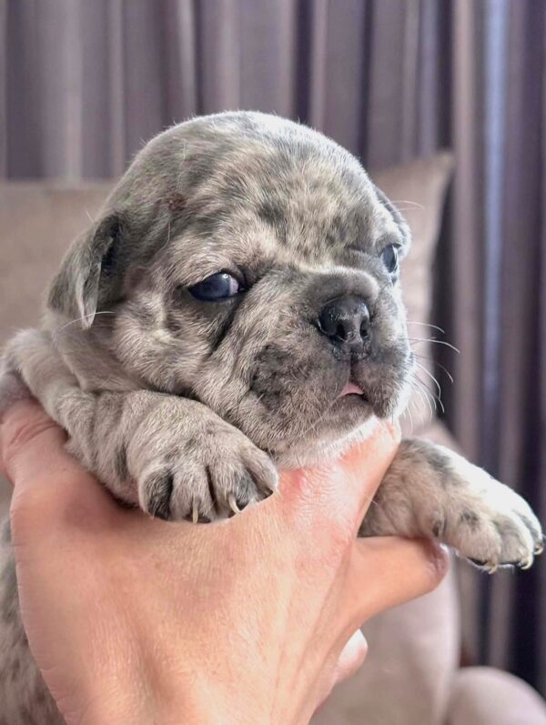 Xima French Bulldog Xima French Bulldog