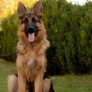 Xsanty German Shepherd