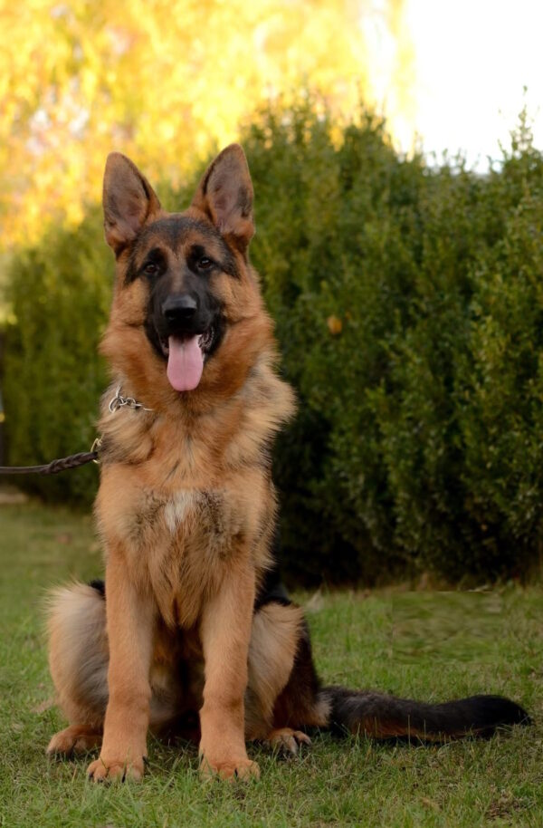 Xsanty German Shepherd