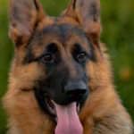 Xsanty-female-German-shepherd-puppy-for-sale-1 (2)