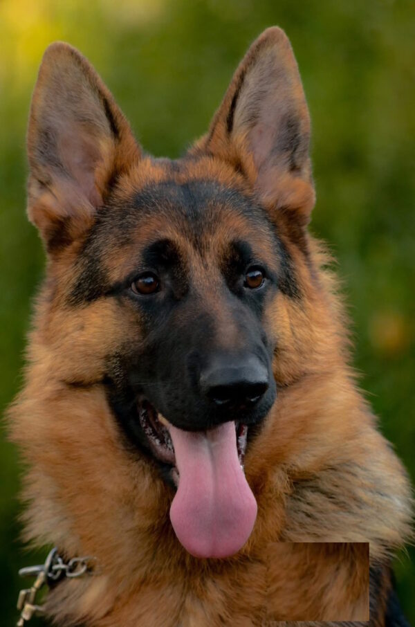 Xsanty German Shepherd