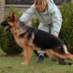 Xsanty-female-German-shepherd-puppy-for-sale-1 (3)