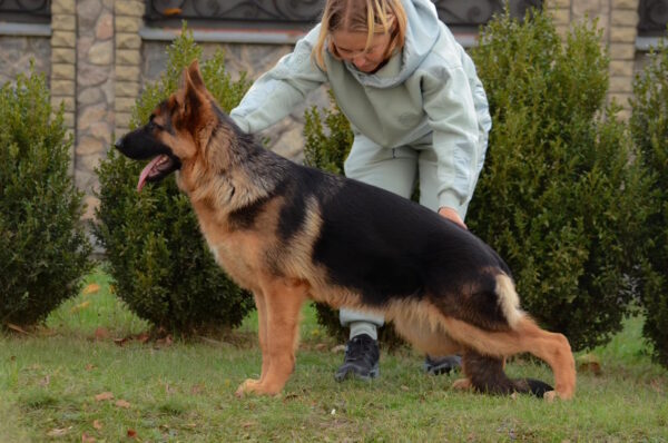 Xsanty German Shepherd