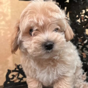 Yanetta Maltipoo