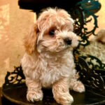 Yanetta-female-maltipoo-puppy-for-sale-1 (2)