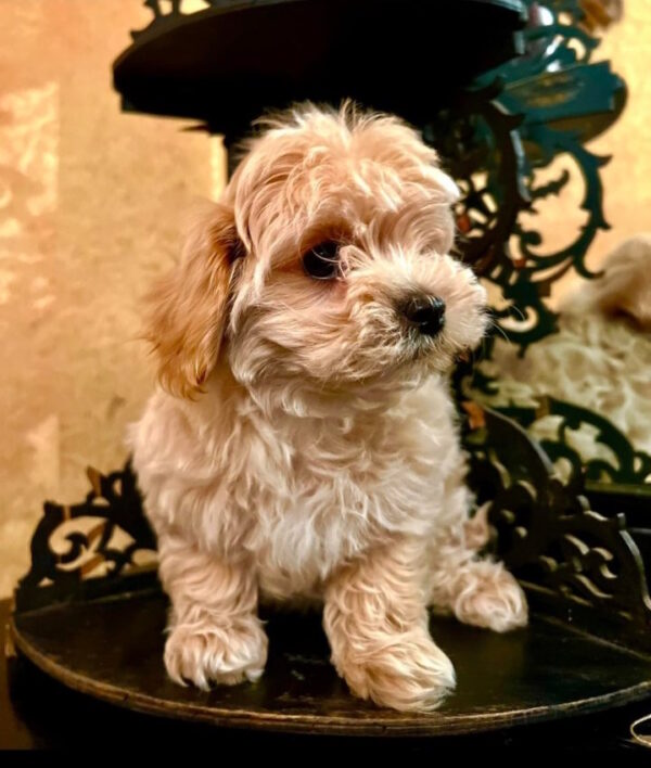 Yanetta Maltipoo