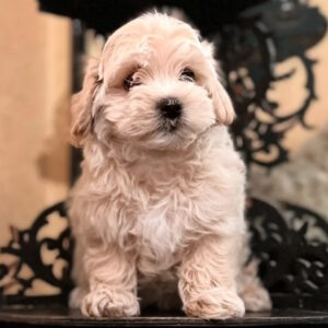 Yanetta Maltipoo