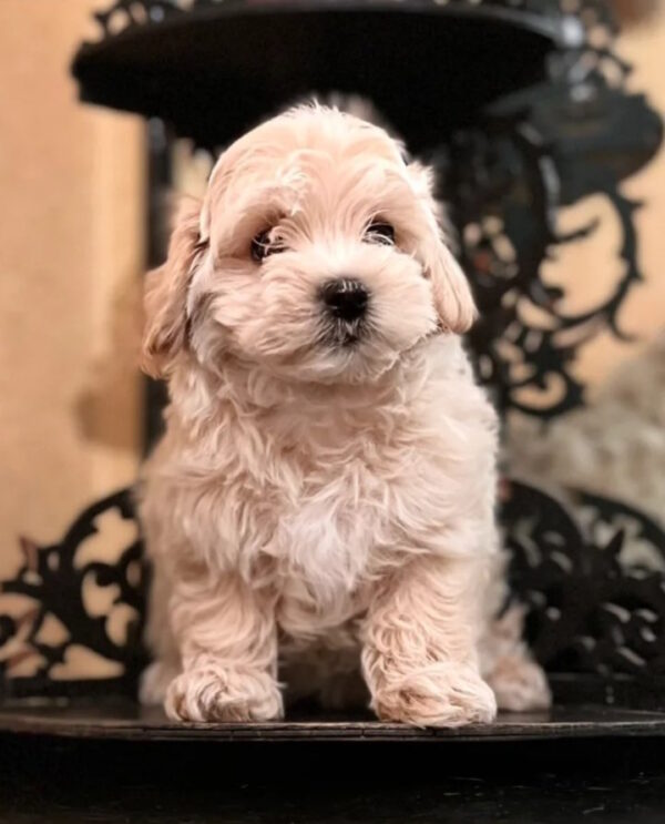 Yanetta Maltipoo