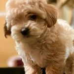 Yanetta-female-maltipoo-puppy-for-sale-1 (4)