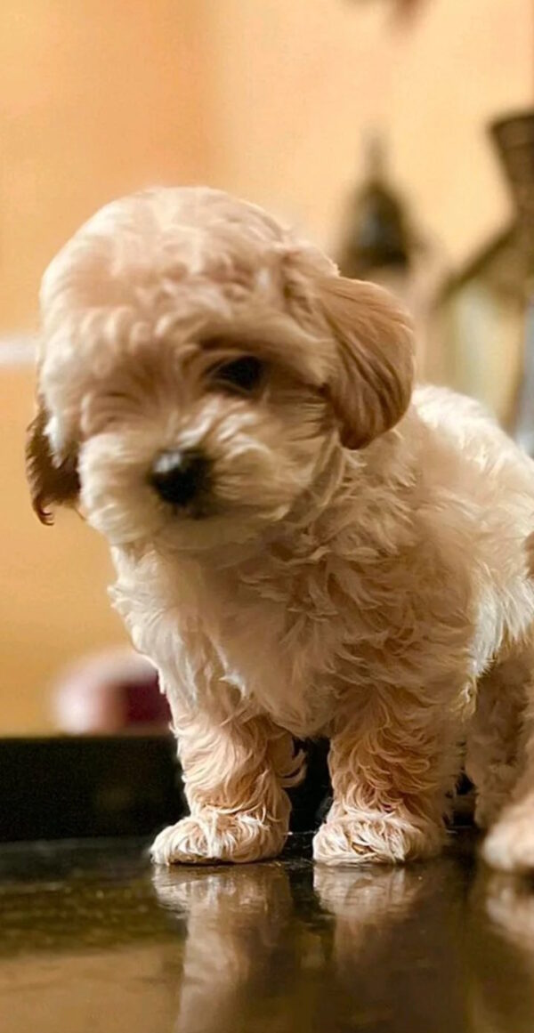 Yanetta Maltipoo