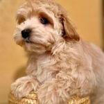 Yanina-female-maltipoo-puppy-for-sale-1