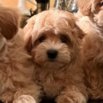 Yanina-female-maltipoo-puppy-for-sale-1 (4)