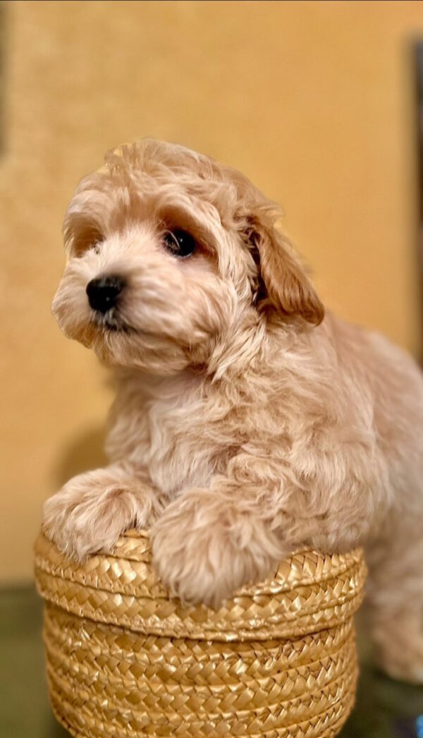 Yanina Maltipoo