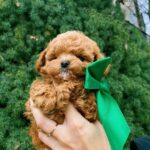 Yanis-male-Maltipoo-puppy-for-sale-1