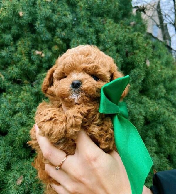 Yanis Maltipoo Yanis Maltipoo