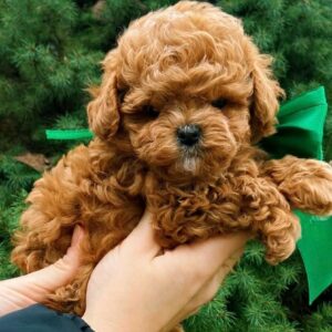 Yanis Maltipoo Yanis Maltipoo