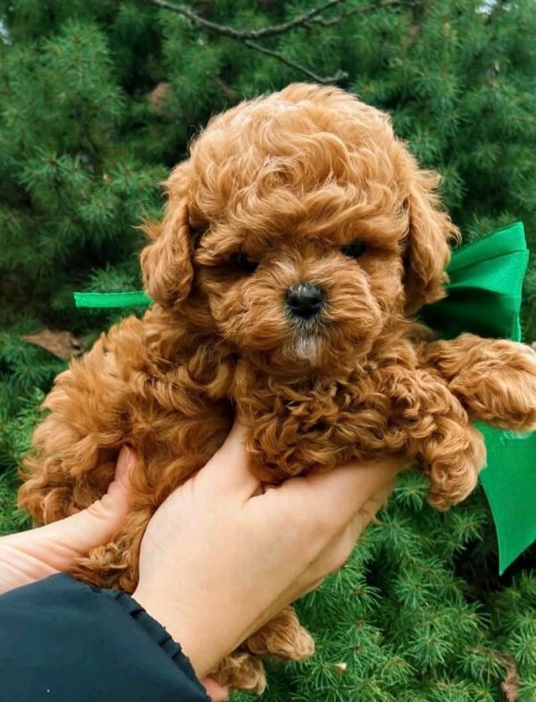 Yanis Maltipoo Yanis Maltipoo