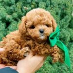 Yanis-male-Maltipoo-puppy-for-sale-3
