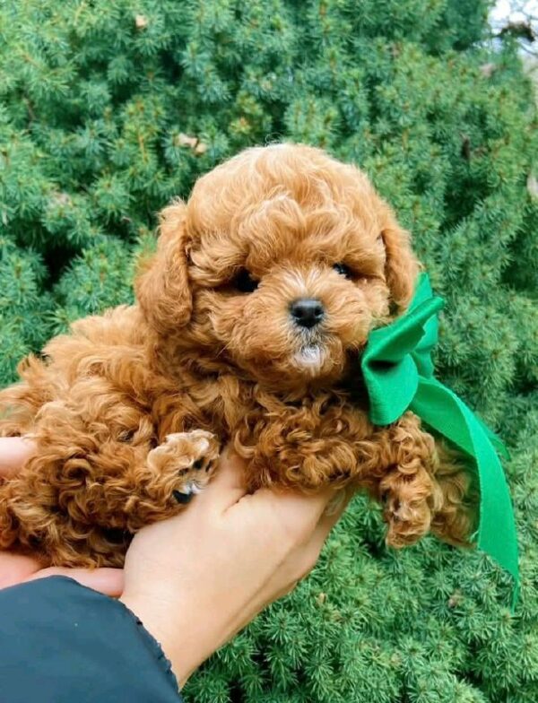 Yanis Maltipoo Yanis Maltipoo