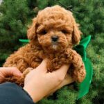 Yanis-male-Maltipoo-puppy-for-sale-4